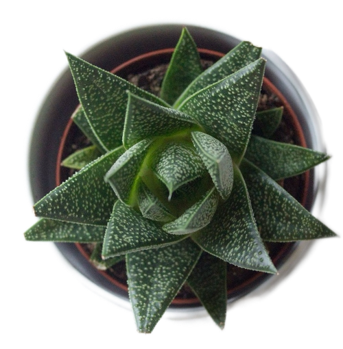 A succulent in pot, aerial view